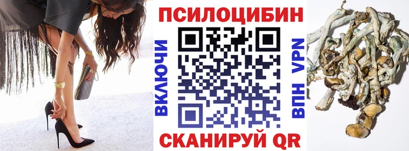 Купить где  Амурск  Псилоцибиновые грибы Psilocybe 